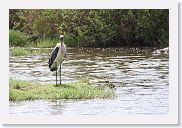 14SerengetiDayGameDrive - 151 * Marabou Stork.